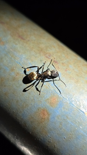 Shimmering Golden Sugar ant