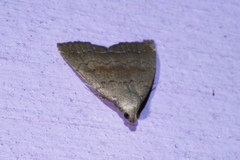 Polypogon ryukyuensis