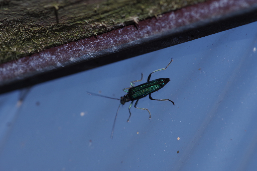 Oedemera sexualis