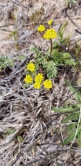 Cymopterus glomeratus