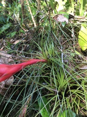 Tillandsia punctulata