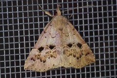 Hypena sinuosa