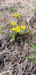 Cymopterus glomeratus