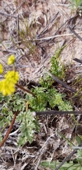 Cymopterus glomeratus