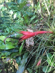 Tillandsia punctulata