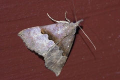 Hypena sinuosa