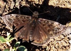 Erynnis juvenalis juvenalis