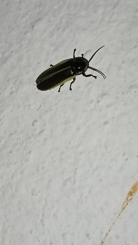 Pyrogaster lunifer