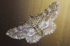 Cleora repulsaria
