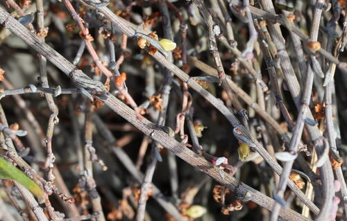 Muehlenbeckia ephedroides, photograph 5