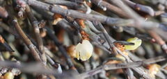 Muehlenbeckia ephedroides, photograph (c) William Harland, some rights reserved (CC BY)