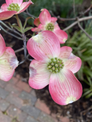 Cornus florida rubra