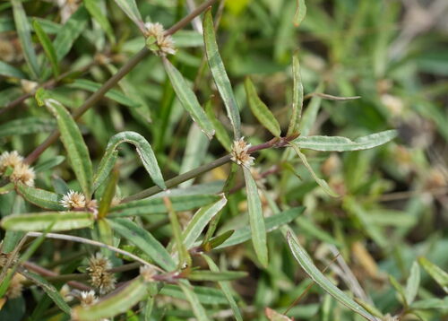 Alternanthera nahui, photograph 2