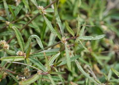 (c) William Harland, some rights reserved (CC BY) Alternanthera nahui, photograph (c) William Harland, some rights reserved (CC BY)