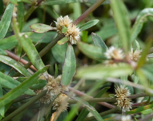 Alternanthera nahui, photograph 3