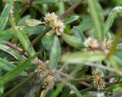 (c) William Harland, some rights reserved (CC BY) Alternanthera nahui, photograph (c) William Harland, some rights reserved (CC BY)