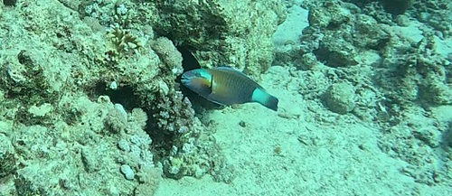 Chlorurus sordidus