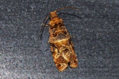 Lobesia aeolopa