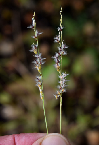 Urochloa holosericea observed 2026-03-16