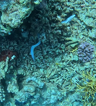Gymnothorax griseus