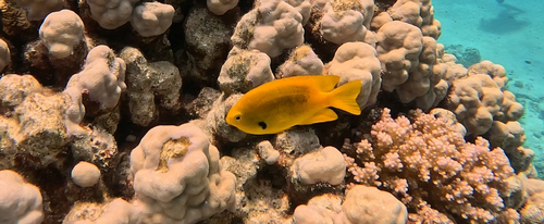 Pomacentrus sulfureus
