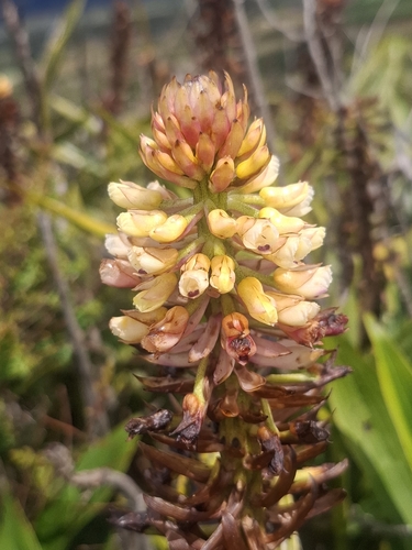Elleanthus myrosmatis (Rchb.f.) Rchb.f.