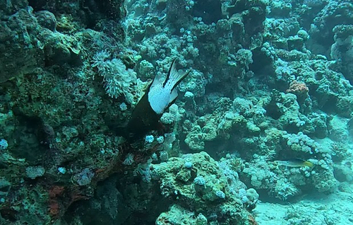 Bodianus anthioides