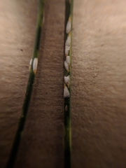 Chionaspis pinifoliae