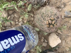 Echinomastus intertextus dasyacanthus