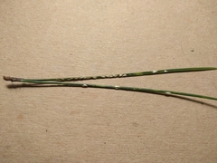 Chionaspis pinifoliae