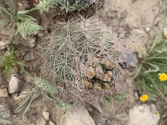 Echinomastus intertextus dasyacanthus