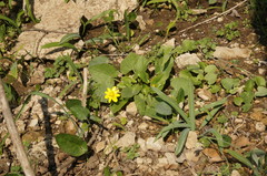 Ficaria verna calthifolia