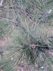 Chionaspis pinifoliae