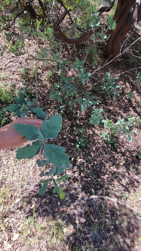 iNaturalist observation photo of Dumosae