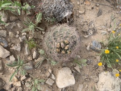 Echinomastus intertextus dasyacanthus