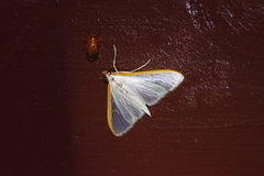 Palpita nigropunctalis