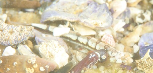 Limnichthys fasciatus observed 2026-04-26