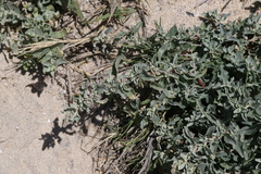 Atriplex coulteri