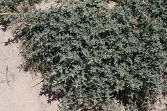 Atriplex coulteri