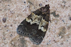 Hydrillodes pacifica