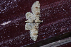 Gymnoscelis admixtaria