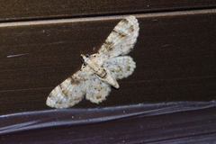 Gymnoscelis admixtaria