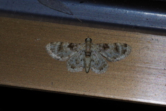 Gymnoscelis admixtaria