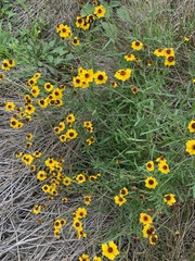 Coreopsis basalis