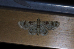 Gymnoscelis admixtaria