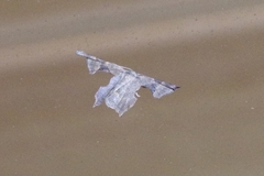 Monobolodes prunaria