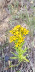Solidago nitida