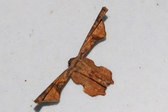 Monobolodes prunaria