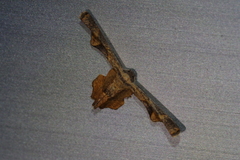 Monobolodes prunaria