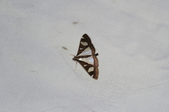 Glyphodes actorionalis